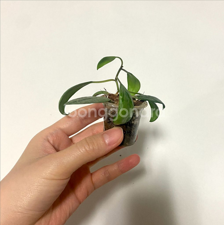 호야 라쿠노사 설가타--3