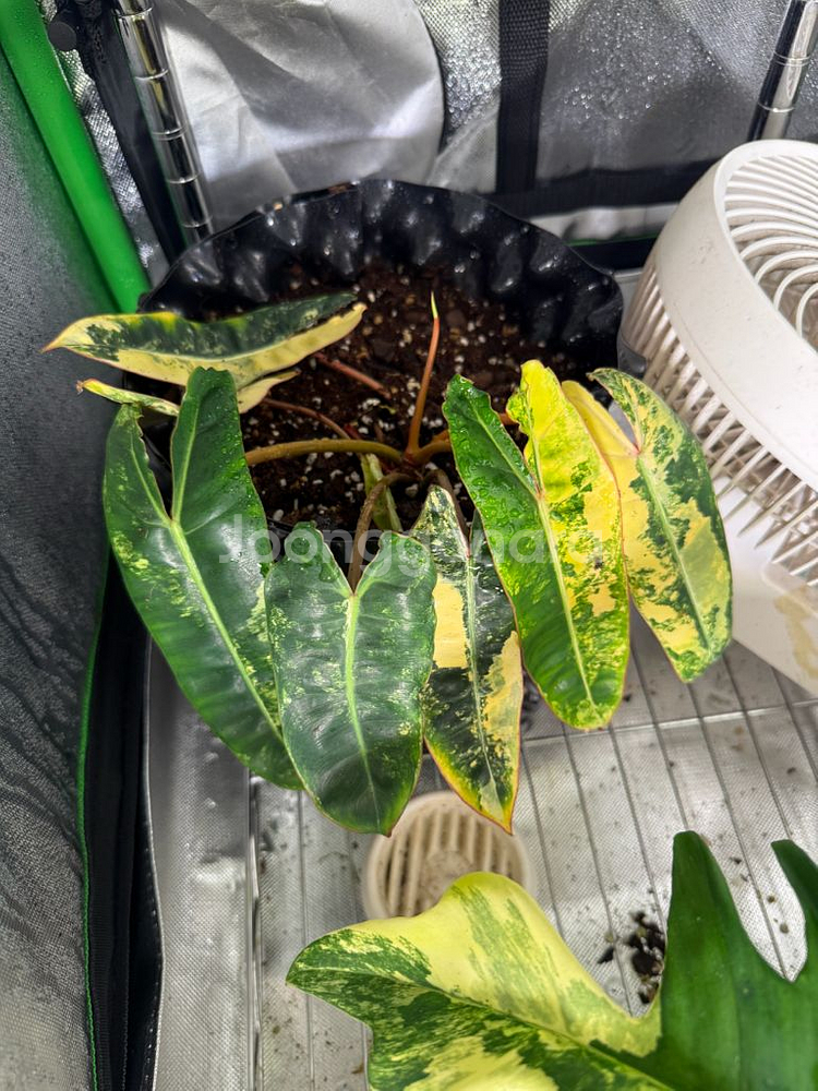 필로덴드론 빌리에티에 바리에가타--3