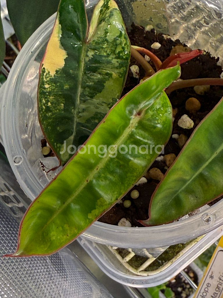 필로덴드론 빌리에티에 바리에가타--1