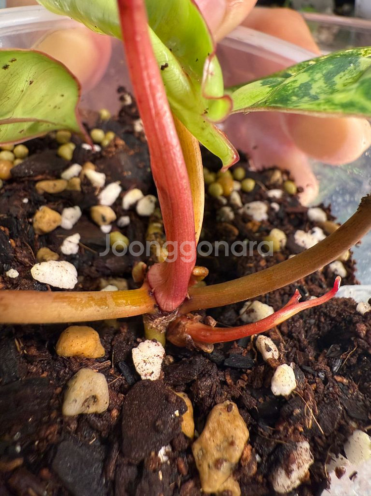 필로덴드론 빌리에티에 바리에가타--2