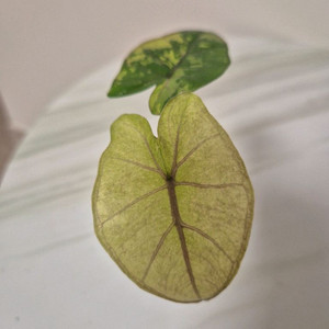 알로카시아유카탄 옐핑 프린세스바리에가타