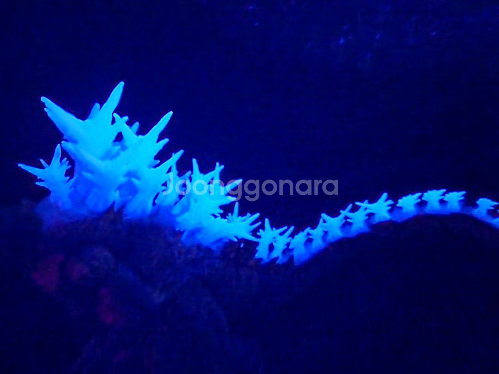 슈퍼7 울티메이트 마이너스원 고질라 열선 충전버전--4