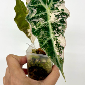 얼롸카시아 핑크거북바리 (자구있어요)