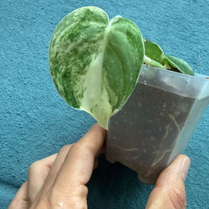 스킨답서스 망구라이