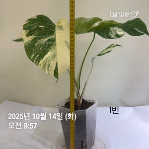 몬스테라 알보