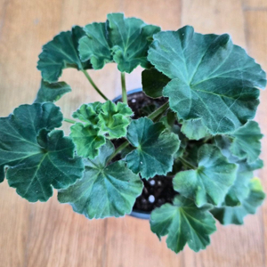 안나자넷 러시아 제라늄