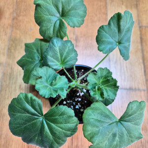 보레 러시아 제라늄