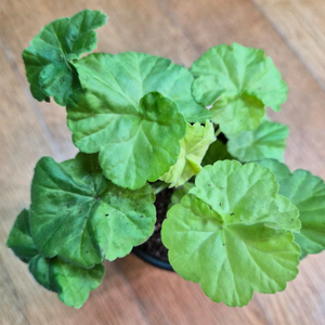 잎로맨틱 썸 제라늄