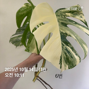 몬스테라 알보