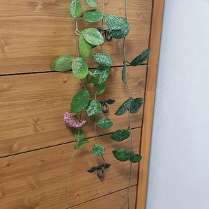 호야 카노사 프레클스 스플레쉬