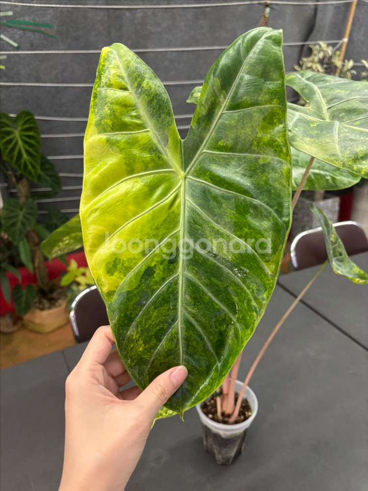 알로카시아 핑크드래곤 옐로우 바리--0