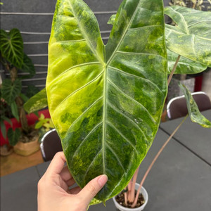 알로카시아 핑크드래곤 옐로우 바리