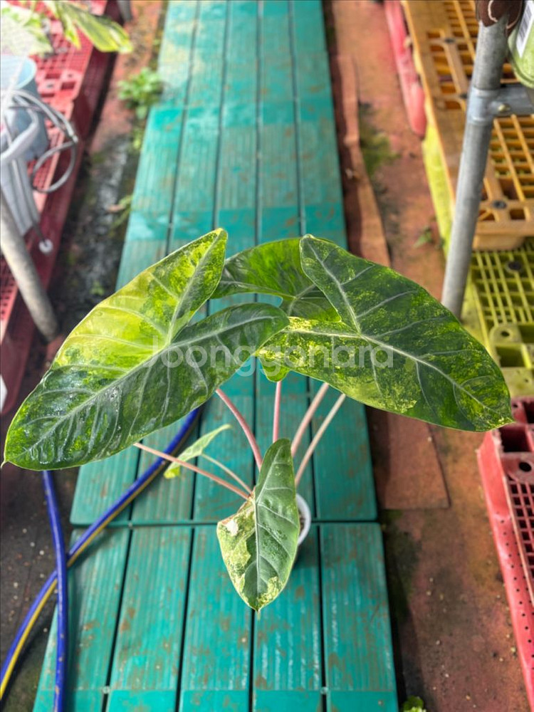 알로카시아 핑크드래곤 옐로우 바리--2