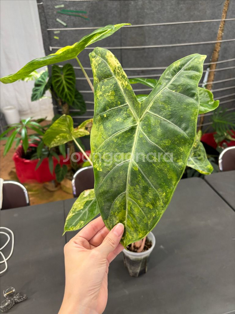 알로카시아 핑크드래곤 옐로우 바리--1