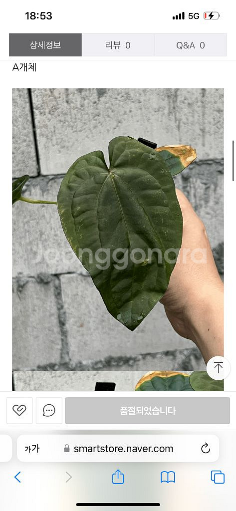 안스리움 드레스러리 블랙 x rg f2 그랜트--0