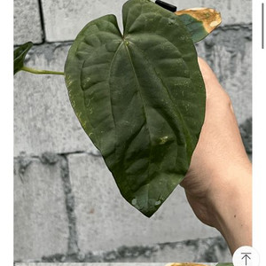 안스리움 드레스러리 블랙 x rg f2 그랜트