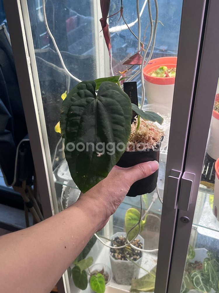 안스리움 드레스러리 블랙 x rg f2 그랜트--2