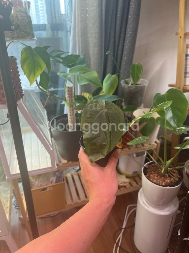 안스리움 드레스러리 블랙 x rg f2 그랜트--1