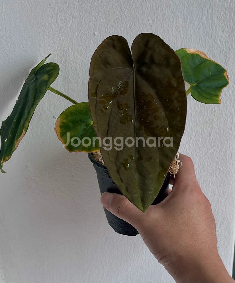 안스리움 드레스러리 블랙 x rg f2 그랜트--3