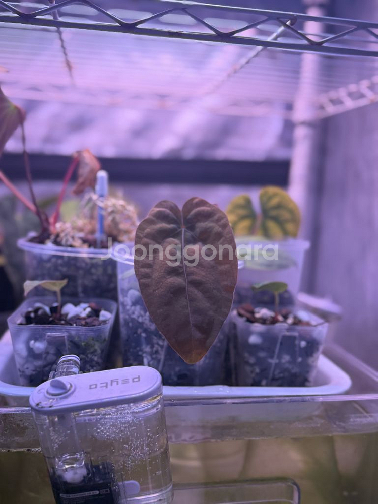 안스리움 드레스러리 블랙 x rg f2 그랜트--5