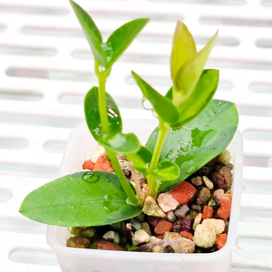 호야 쿤밍기아나 바리에가타