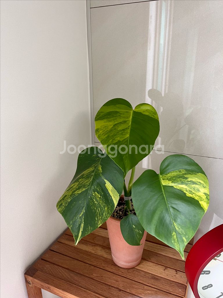 옐로우몬스테라--0