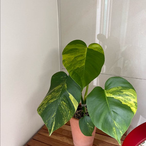 옐로우몬스테라