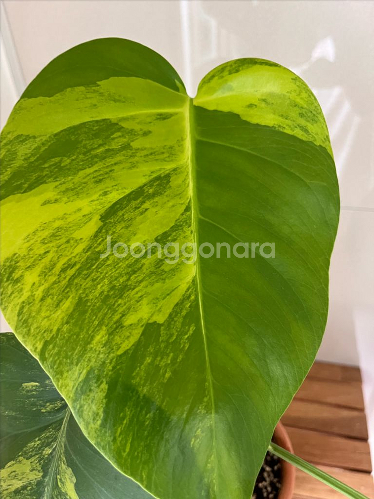 옐로우몬스테라--2