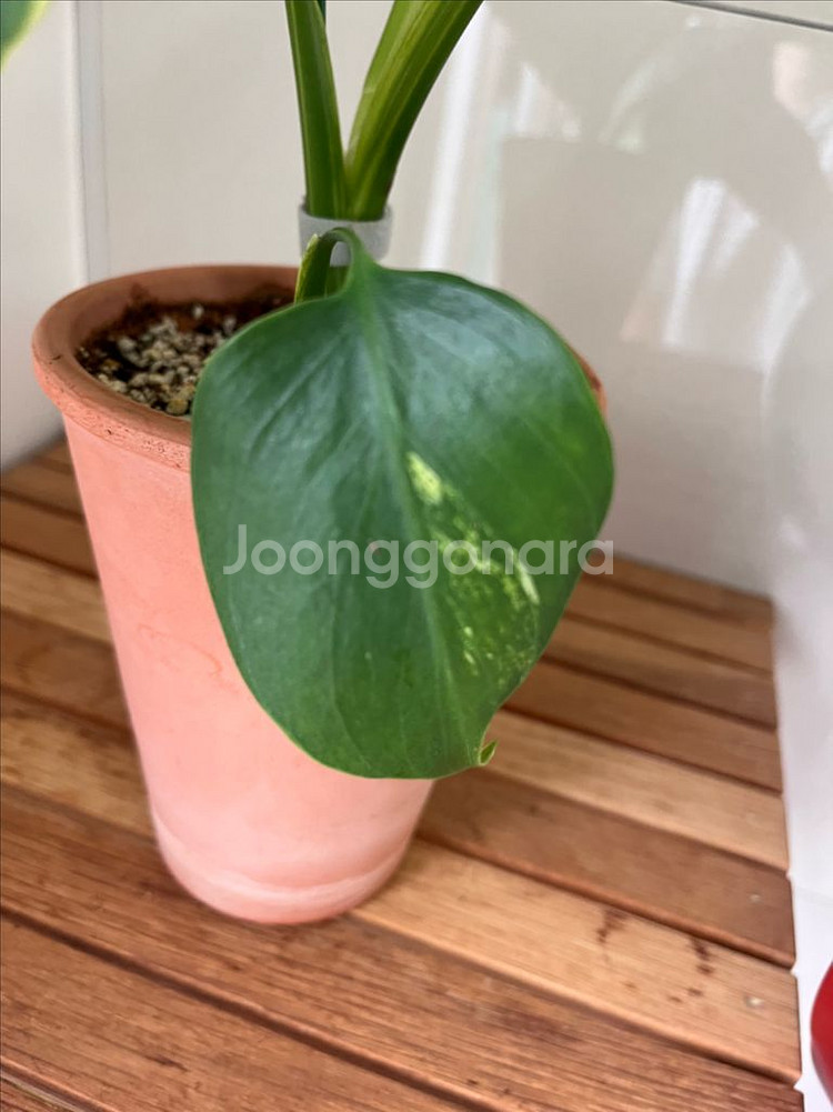 옐로우몬스테라--4