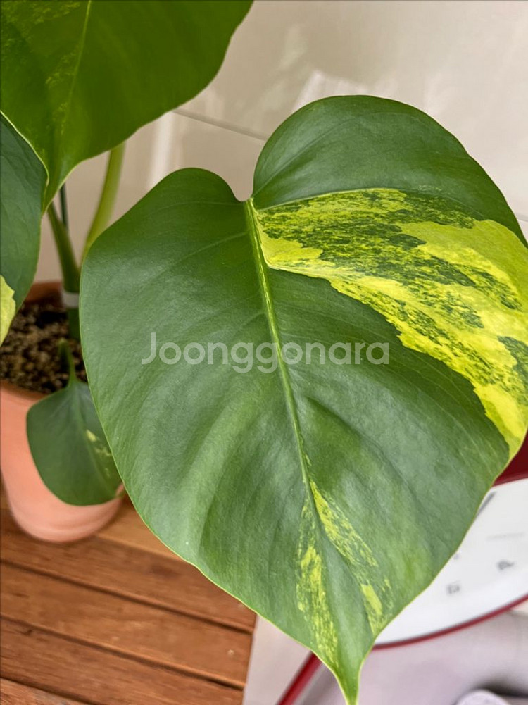 옐로우몬스테라--1