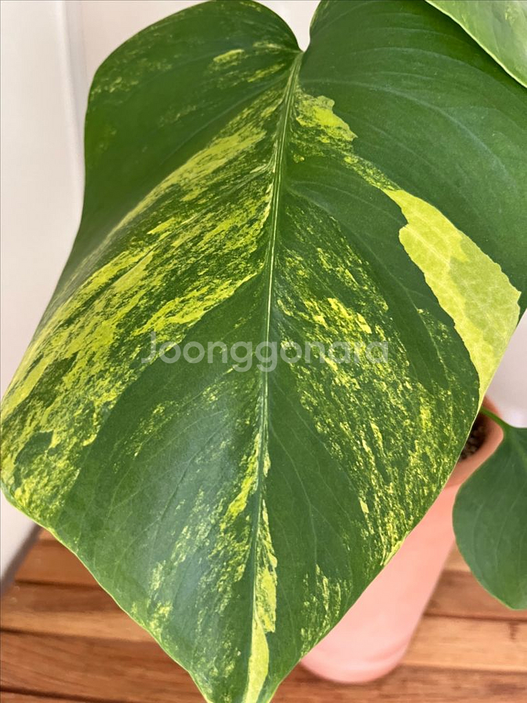 옐로우몬스테라--3