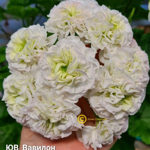 제라늄 uv 바빌론 택포