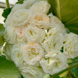 제라늄 이다 실버웨딩 택포