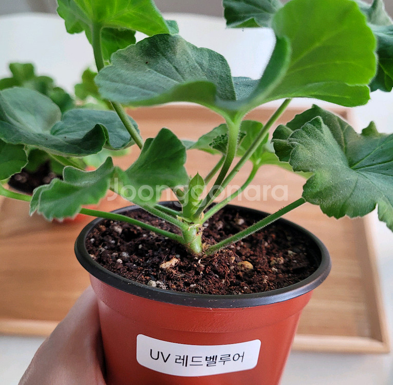 제라늄 uv레드벨루어 이다 실버웨딩 2종 택포--2