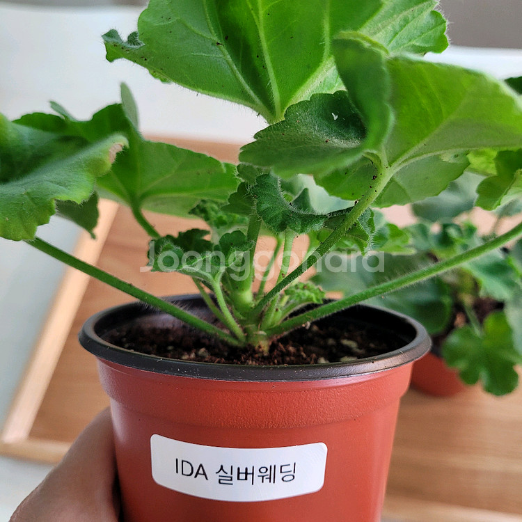 제라늄 uv레드벨루어 이다 실버웨딩 2종 택포--1