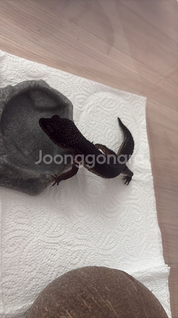 레오파드게코 블랙나이트 도마뱀 분양 함니다--0