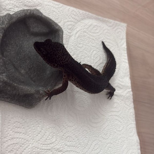 레오파드게코 블랙나이트 도마뱀 분양 함니다
