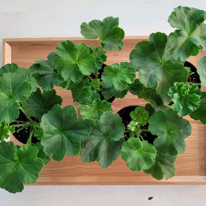 제라늄 분양 4종 택포