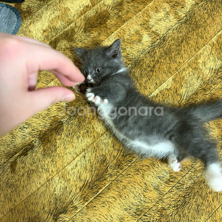 cgv 트론 아레스 4천 메가박스 9천 영화 예매--0