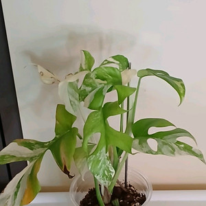 옐로우 히메 몬스테라