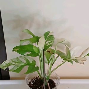 옐로우 히메 몬스테라