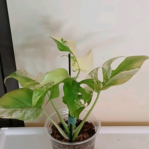 옐로우 히메 몬스테라