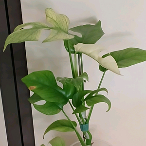 풀민트 히메 몬스테라
