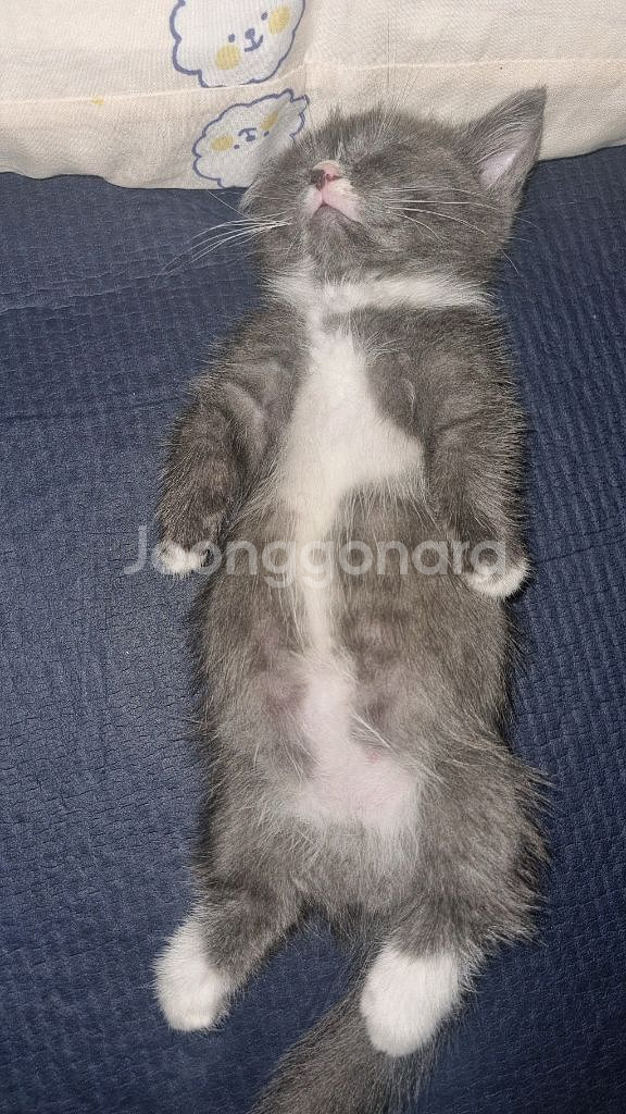 cgv 트론 아레스 4천 메가박스 9천 영화 예매--0