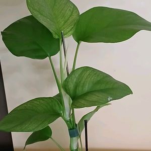 풀민트 히메 몬스테라