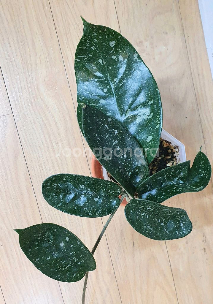 호야 별이 빛나는밤에--0