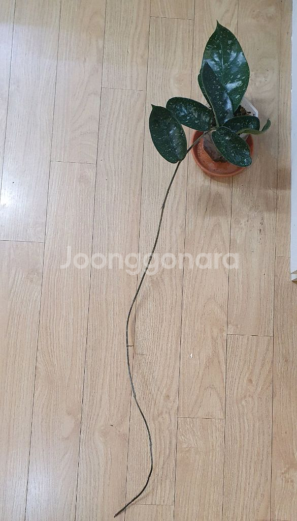 호야 별이 빛나는밤에--1