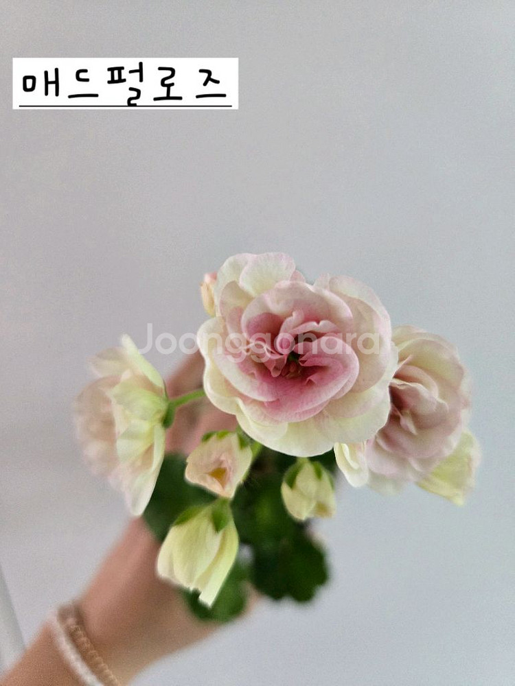 매드펄로즈 제라늄--0