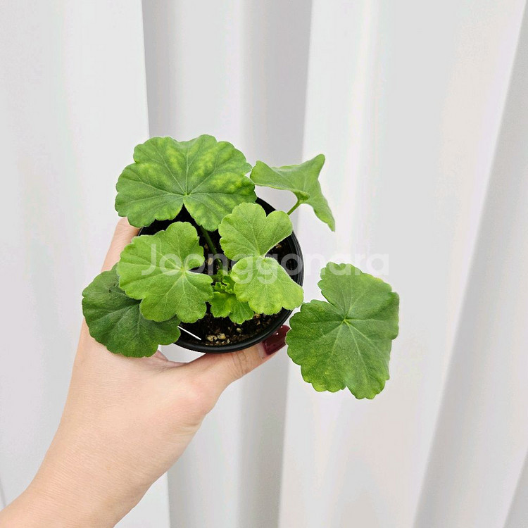 매드펄로즈 제라늄--1