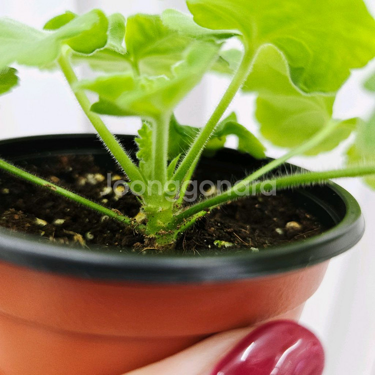 매드펄로즈 제라늄--3